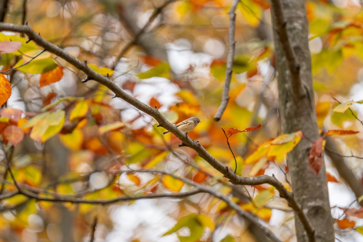 Ruby-crowned Kinglet - ML647493402