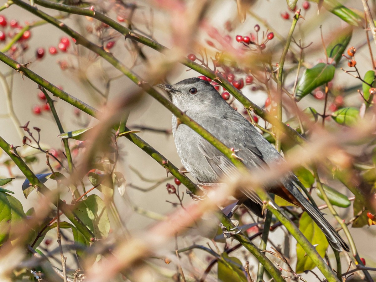 drozdec černohlavý - ML647493415