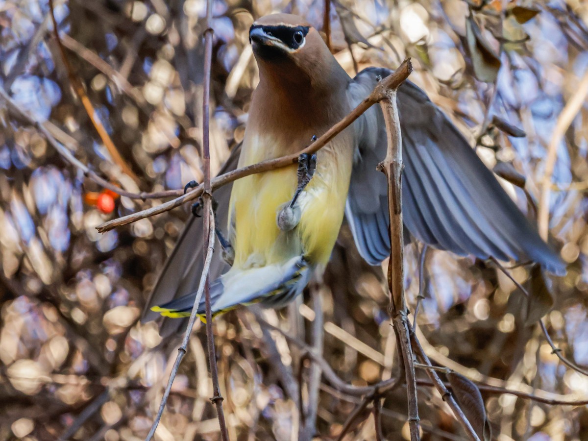Sedir İpekkuyruğu - ML647493418