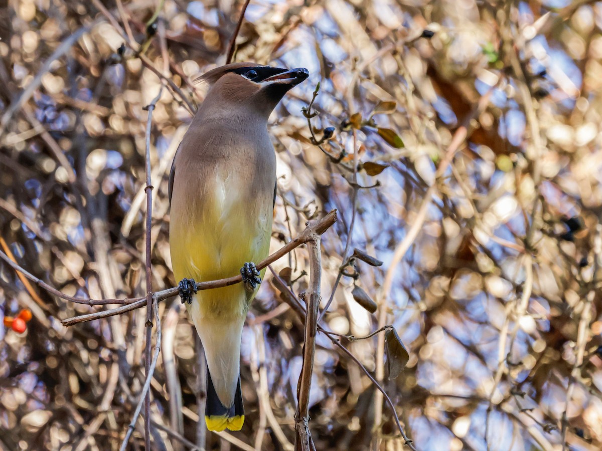 Sedir İpekkuyruğu - ML647493419
