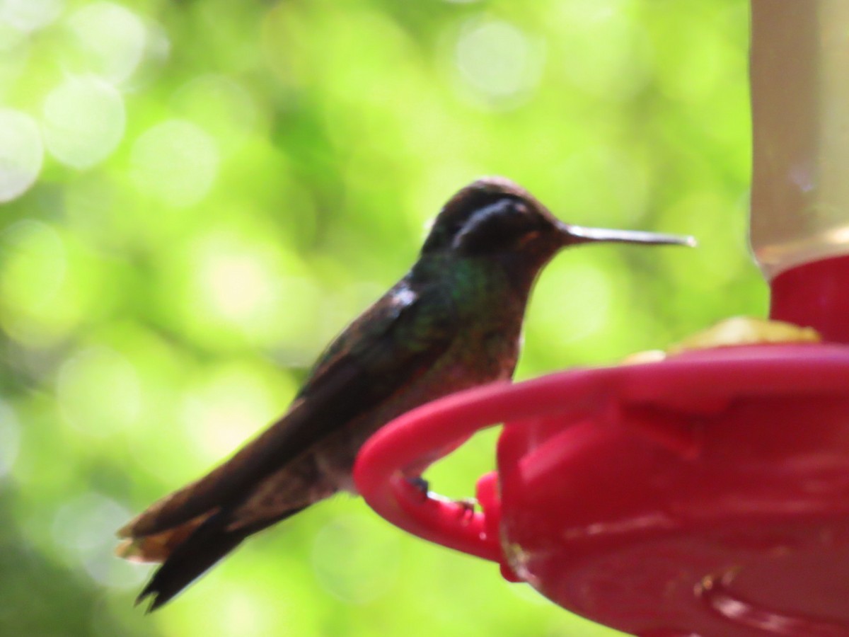 kolibřík fialovohrdlý - ML647493430