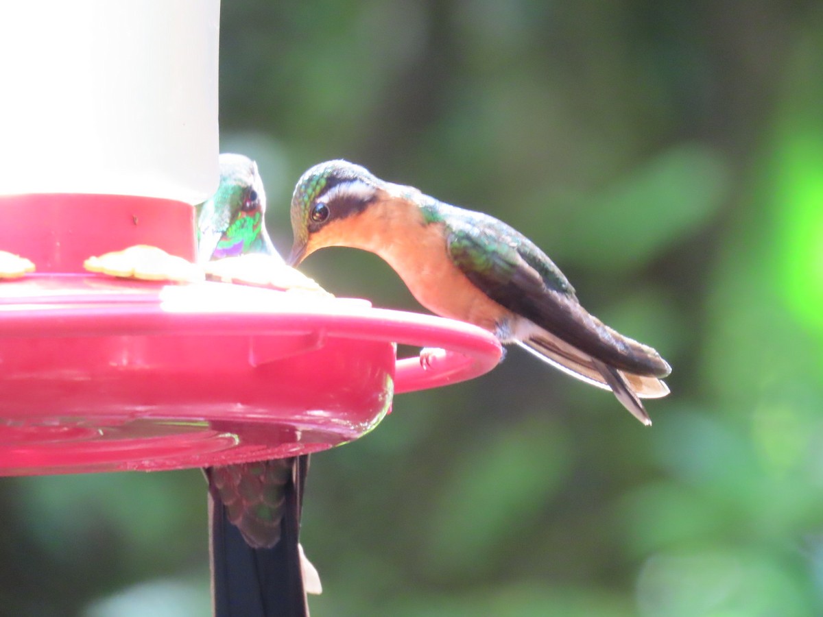 kolibřík fialovohrdlý - ML647493431