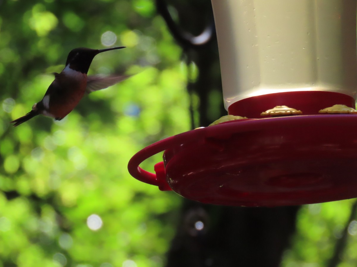 Magenta-throated Woodstar - ML647493437