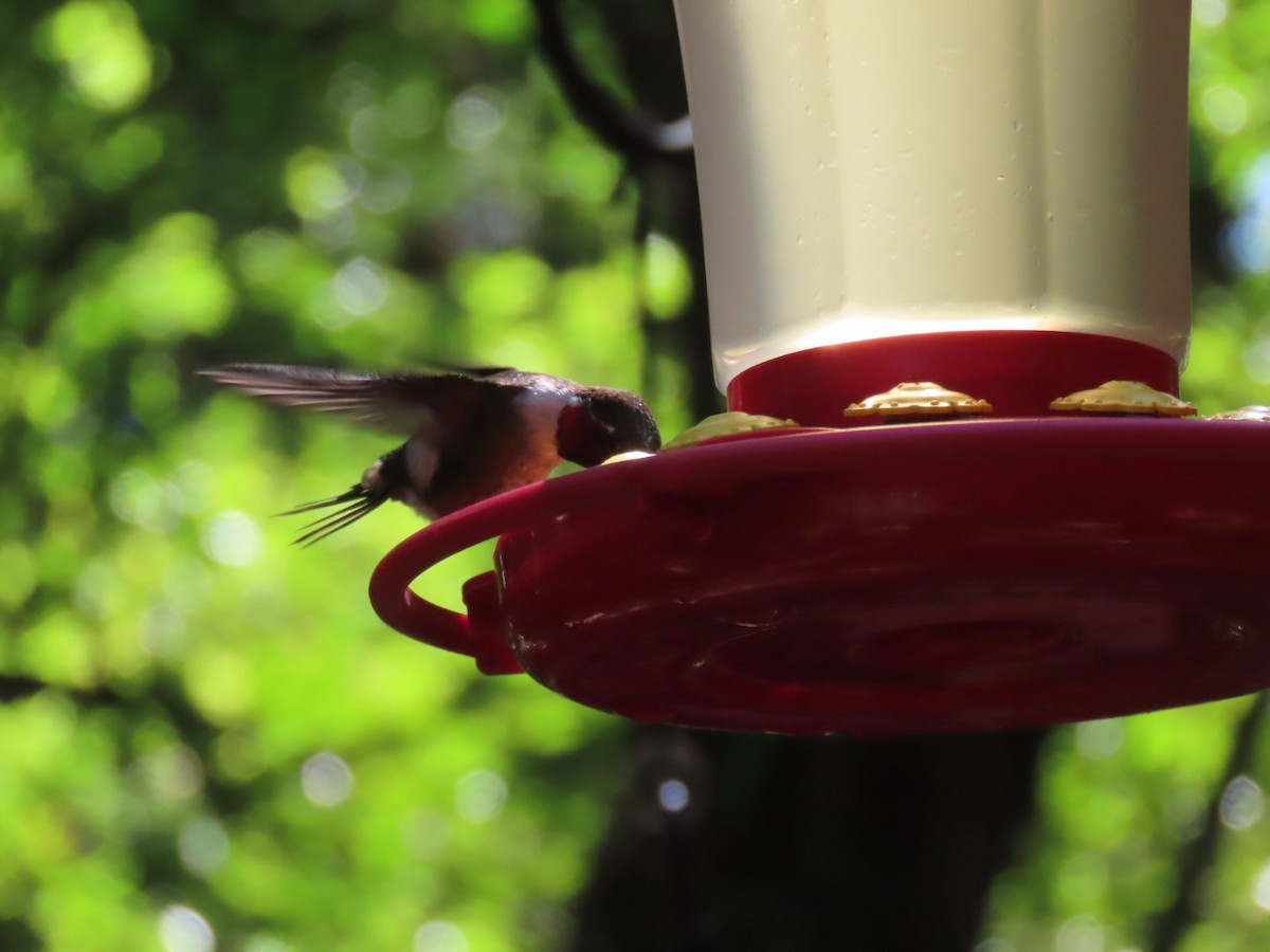 Magenta-throated Woodstar - ML647493438