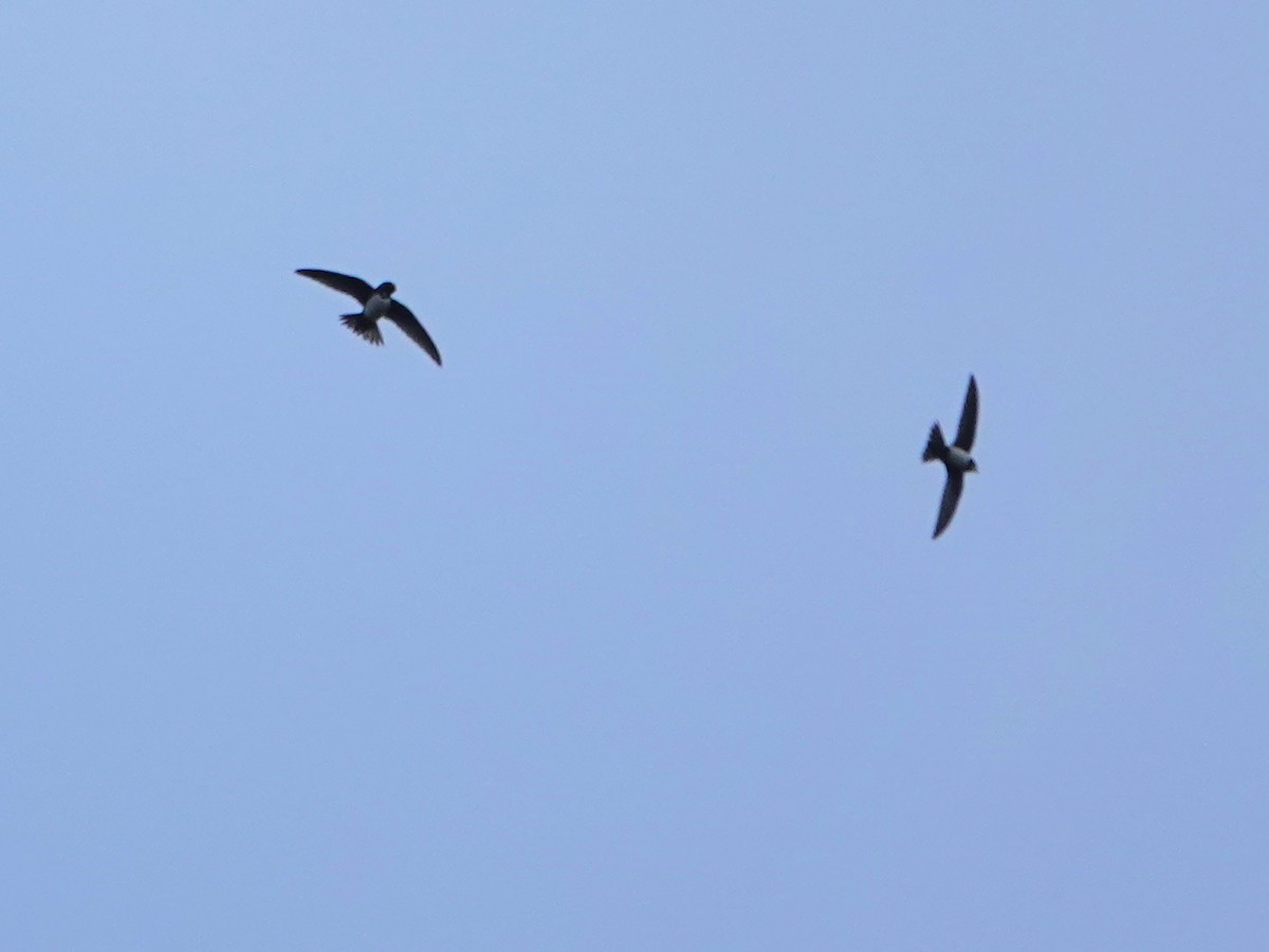 Malkar-sorbeltza - ML647493457