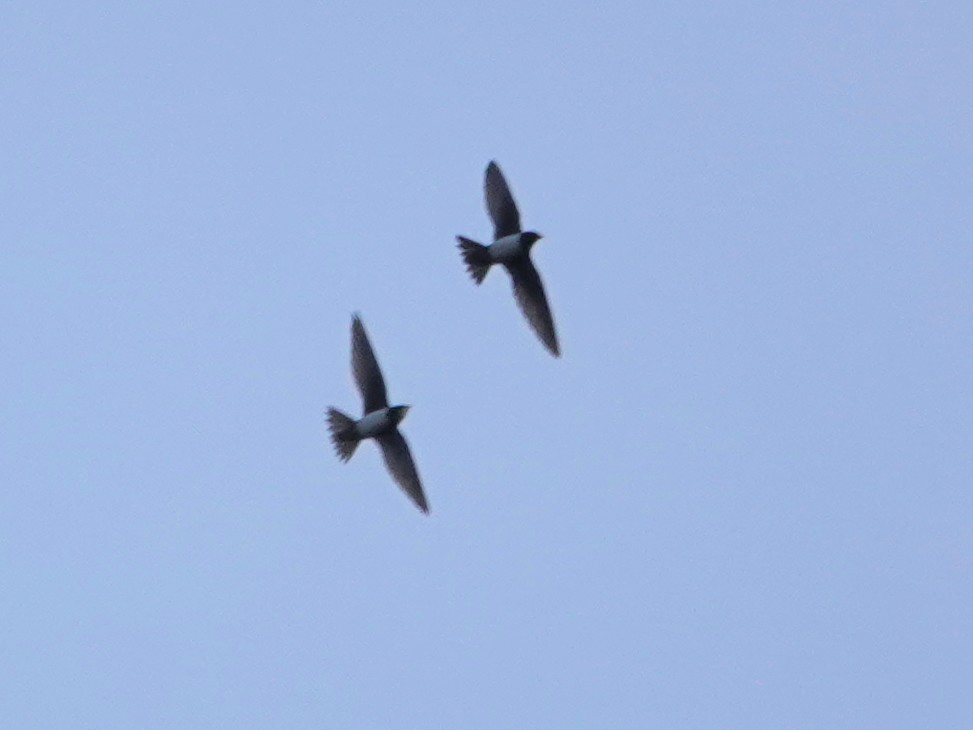 Malkar-sorbeltza - ML647493459