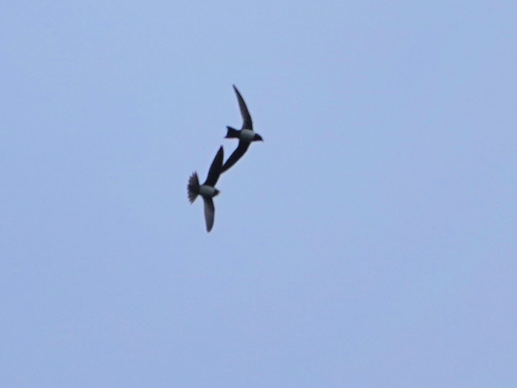 Malkar-sorbeltza - ML647493460