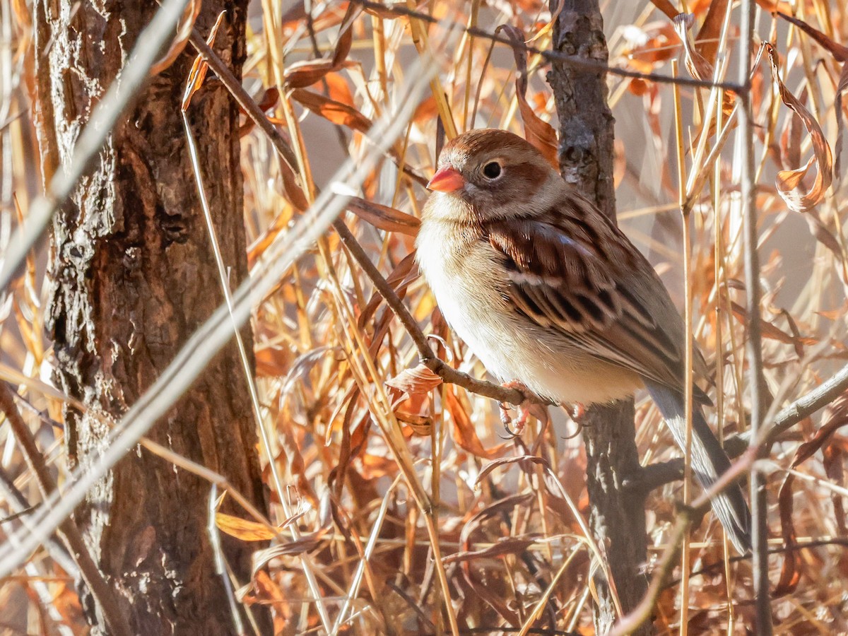 Field Sparrow - ML647493461