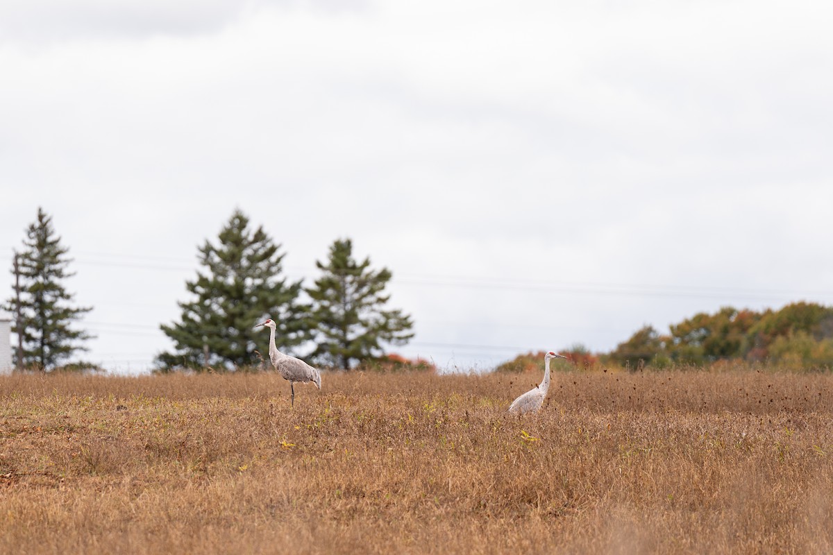 Sandhill Crane - ML647493464