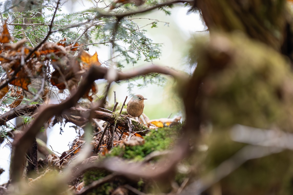 Winter Wren - ML647493473