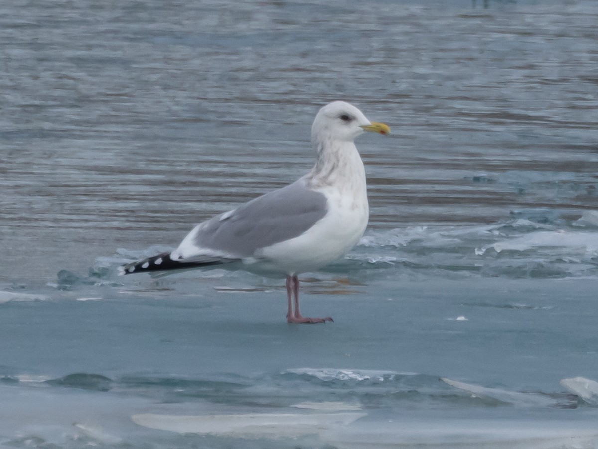 アイスランドカモメ - ML647493501