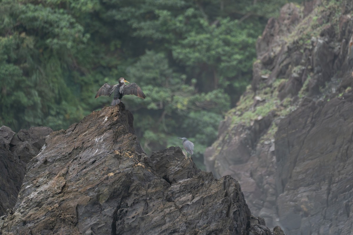 Japanese Cormorant - ML647493507