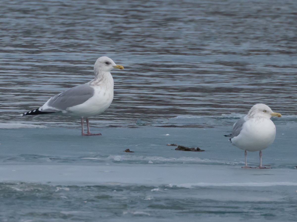 アイスランドカモメ - ML647493508