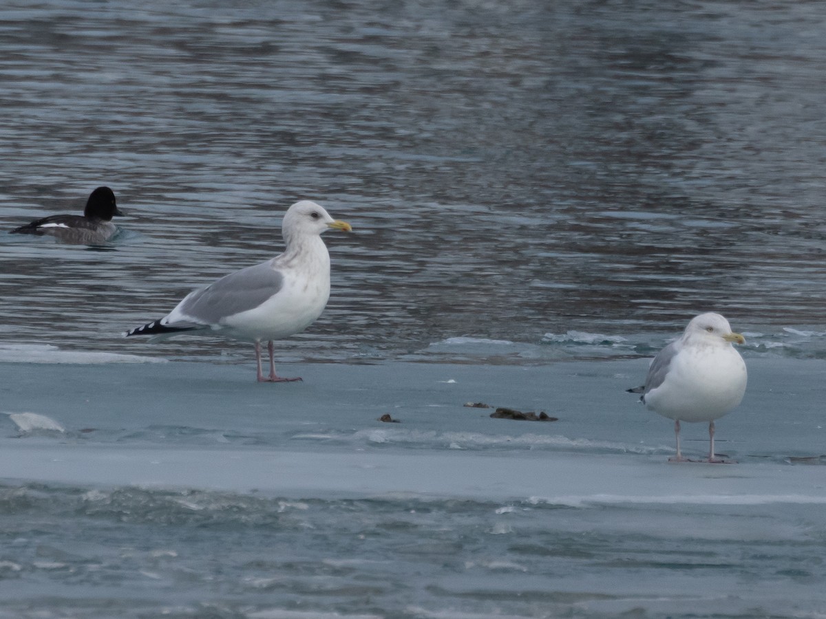 アイスランドカモメ - ML647493509