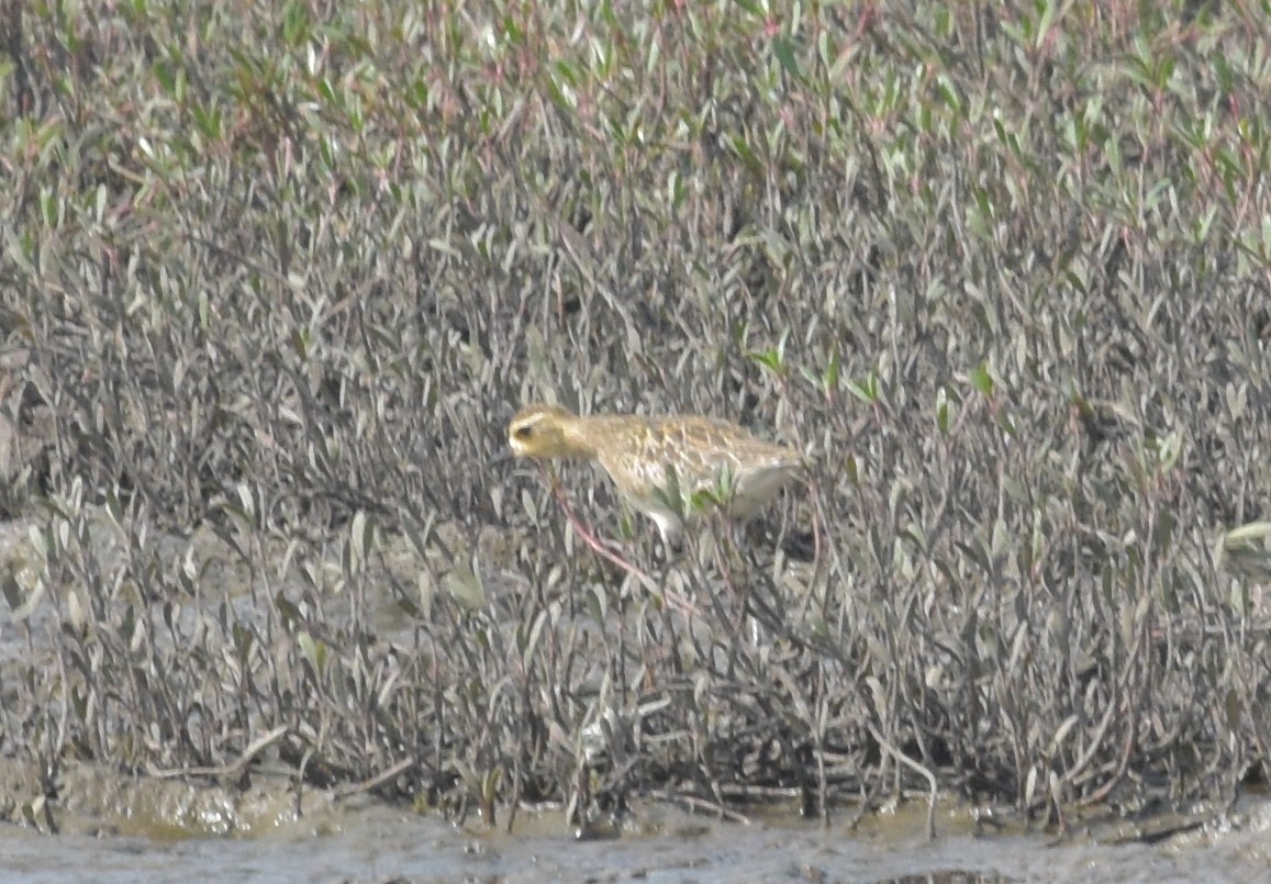 Pacific Golden-Plover - ML647493567