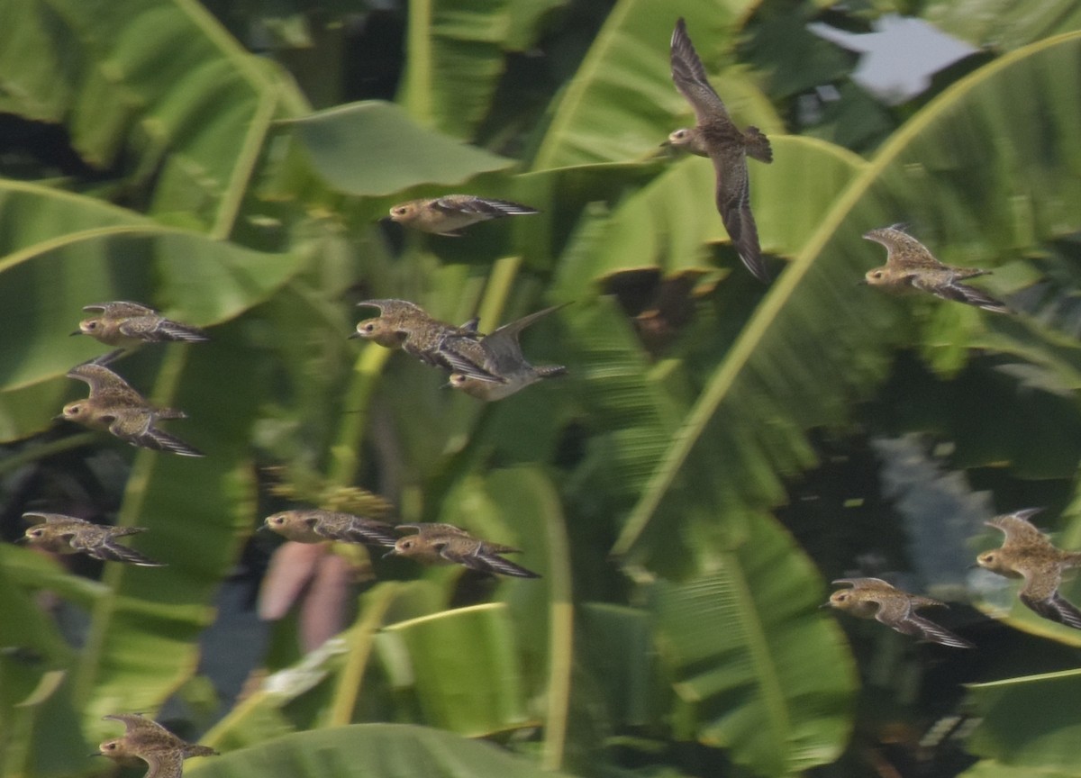 Pacific Golden-Plover - ML647493568