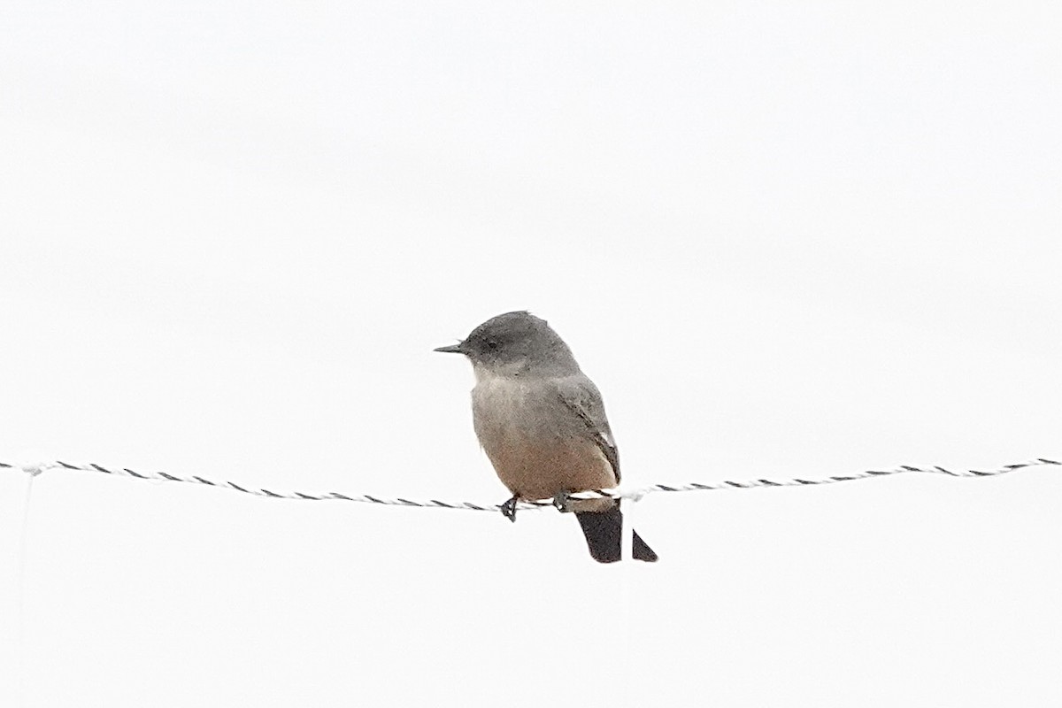 Say's Phoebe - ML647493570