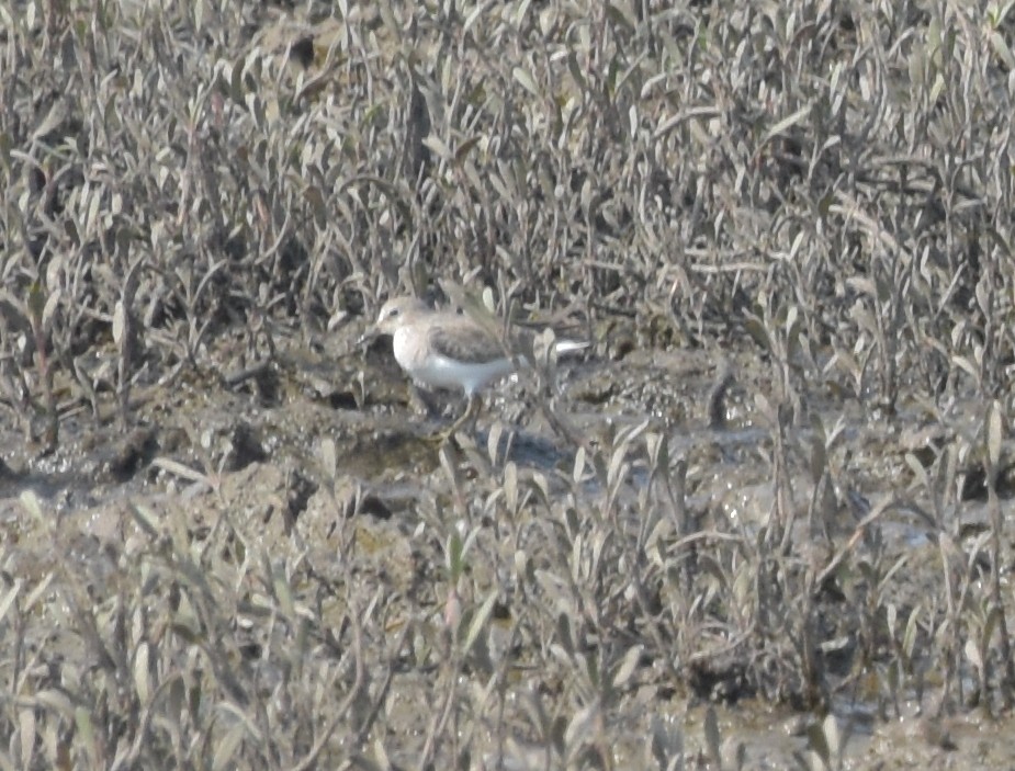 Temminck's Stint - ML647493571