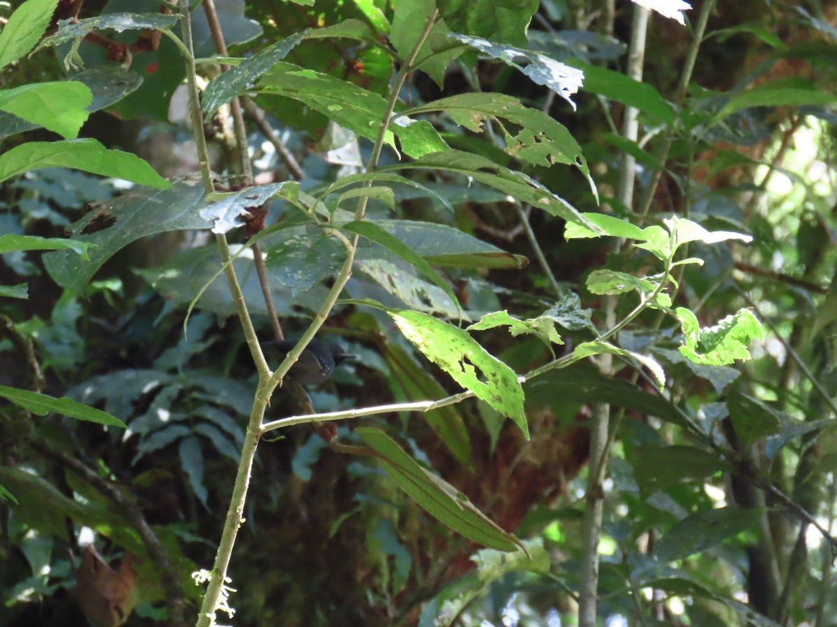 Slaty Antwren - ML647493572