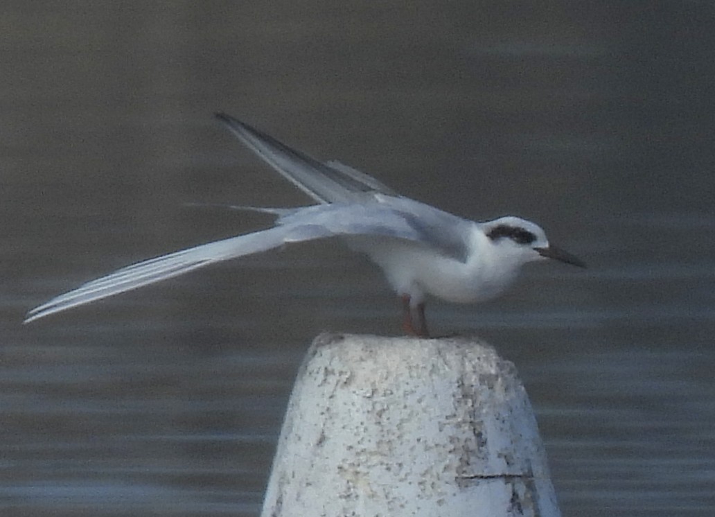 Forster's Tern - ML647493573