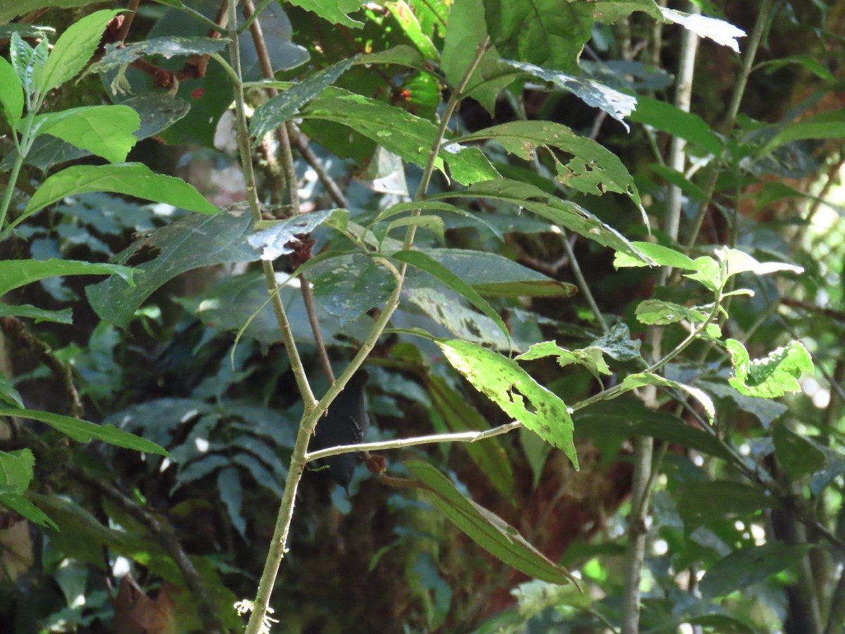 Slaty Antwren - ML647493577