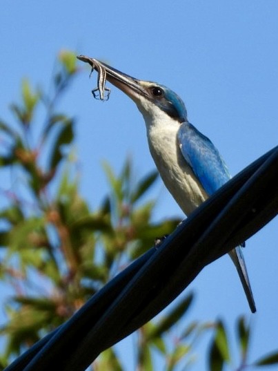 Sacred Kingfisher - ML647493578