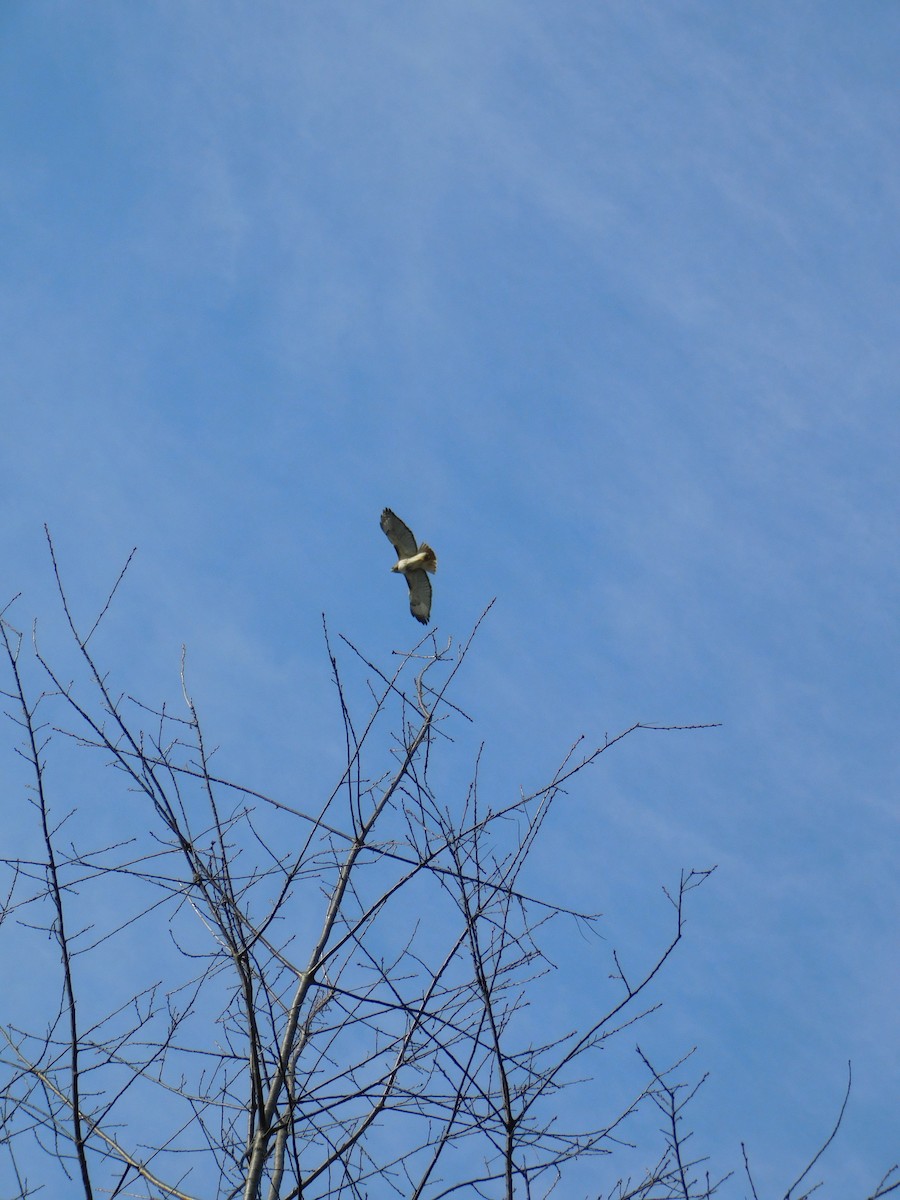 Red-tailed Hawk - ML647493584