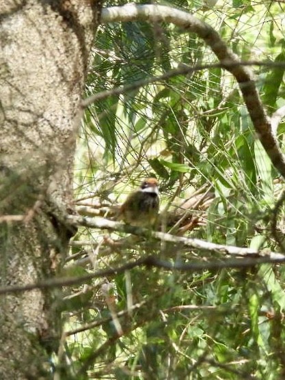 Australian Rufous Fantail - ML647493585