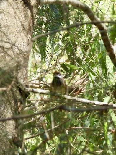 Australian Rufous Fantail - ML647493586