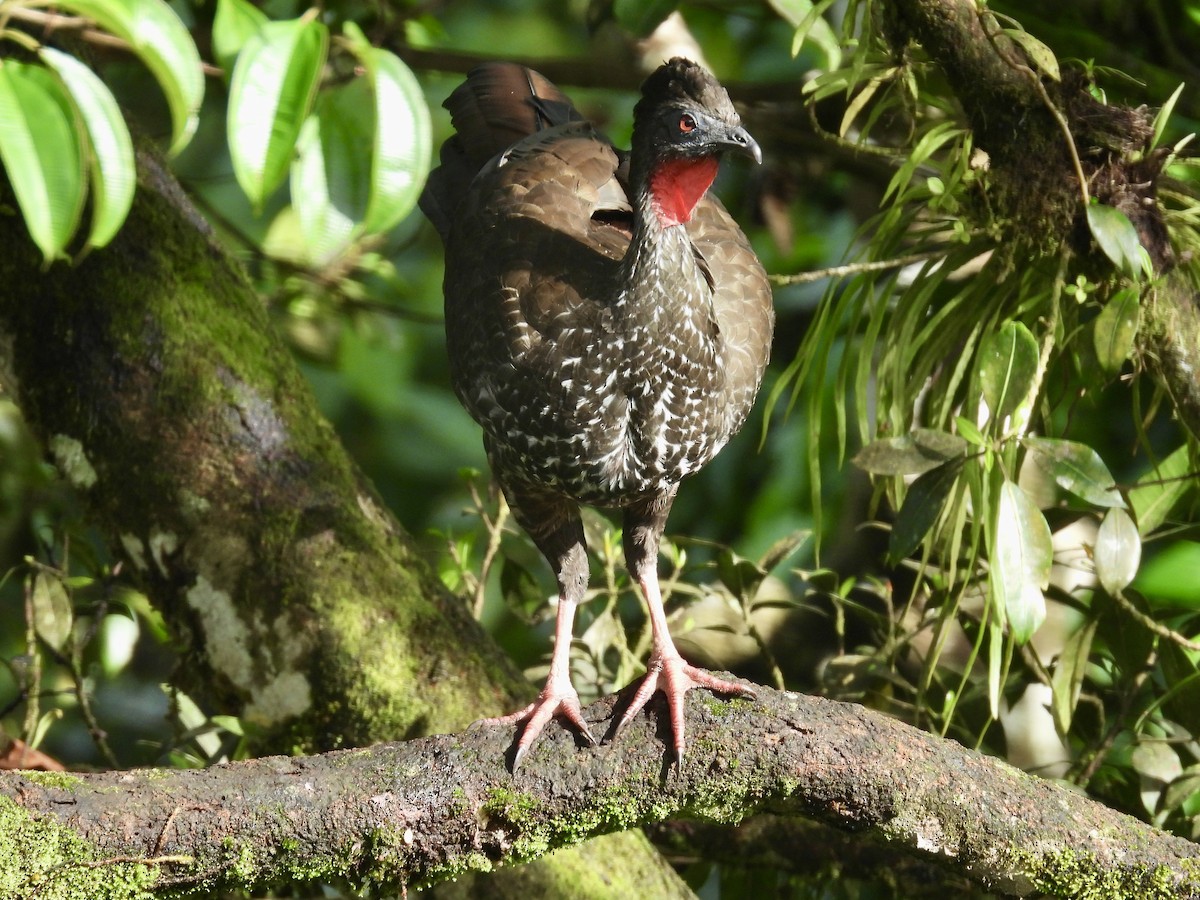 Crested Guan - ML647493588