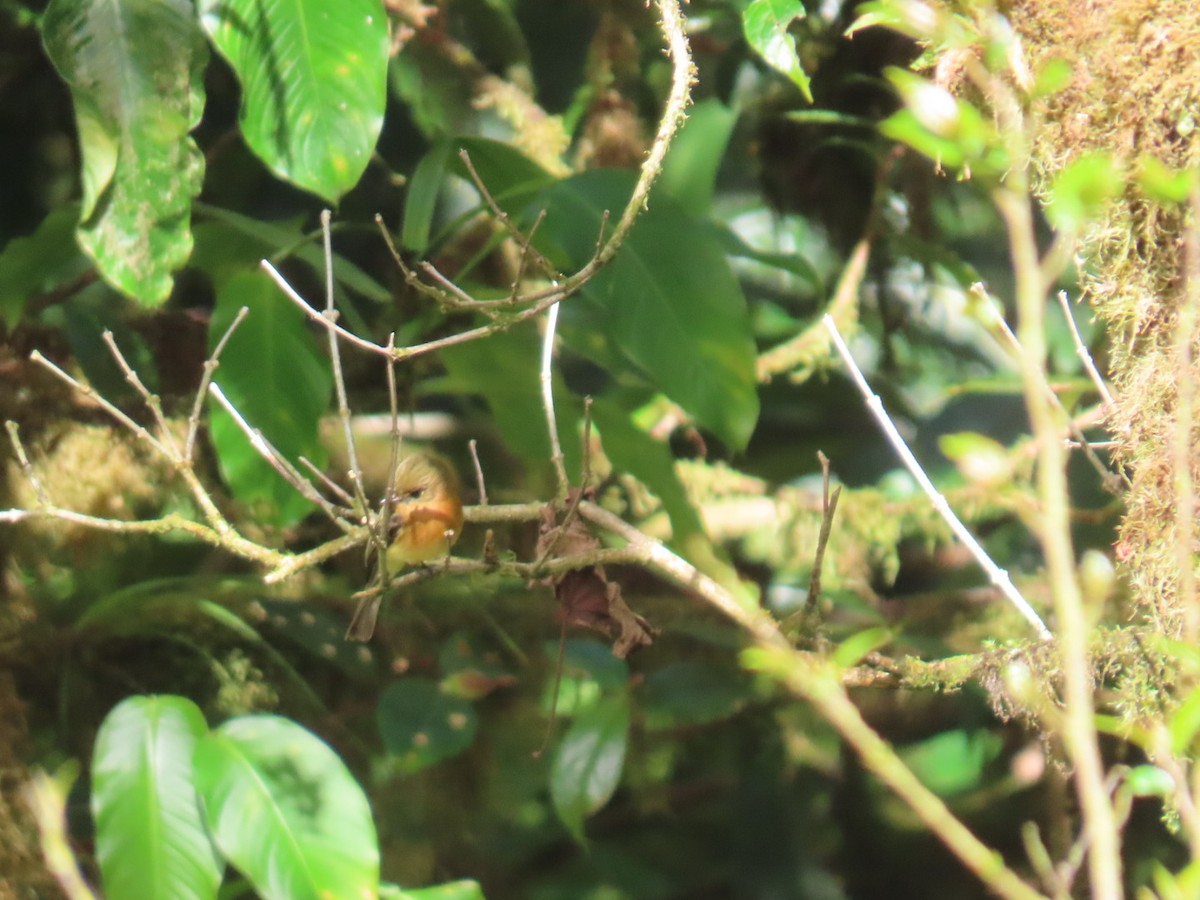 Tufted Flycatcher - ML647493590