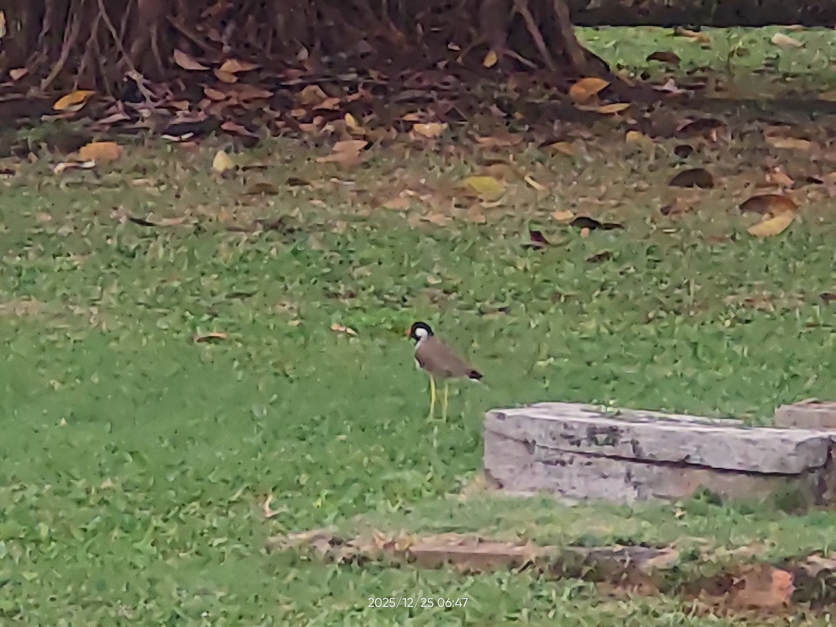 Red-wattled Lapwing - ML647493593