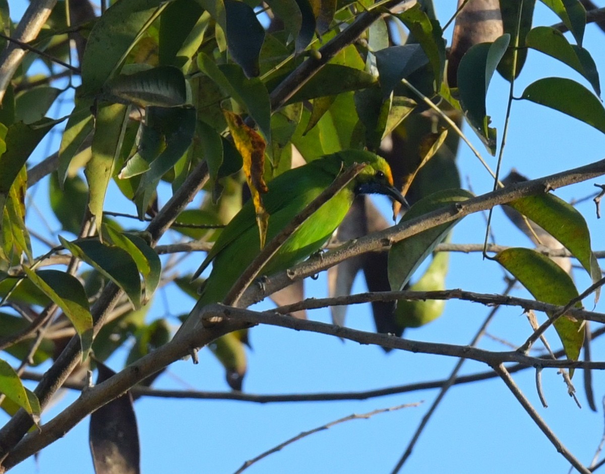 Golden-fronted Leafbird - ML647493594
