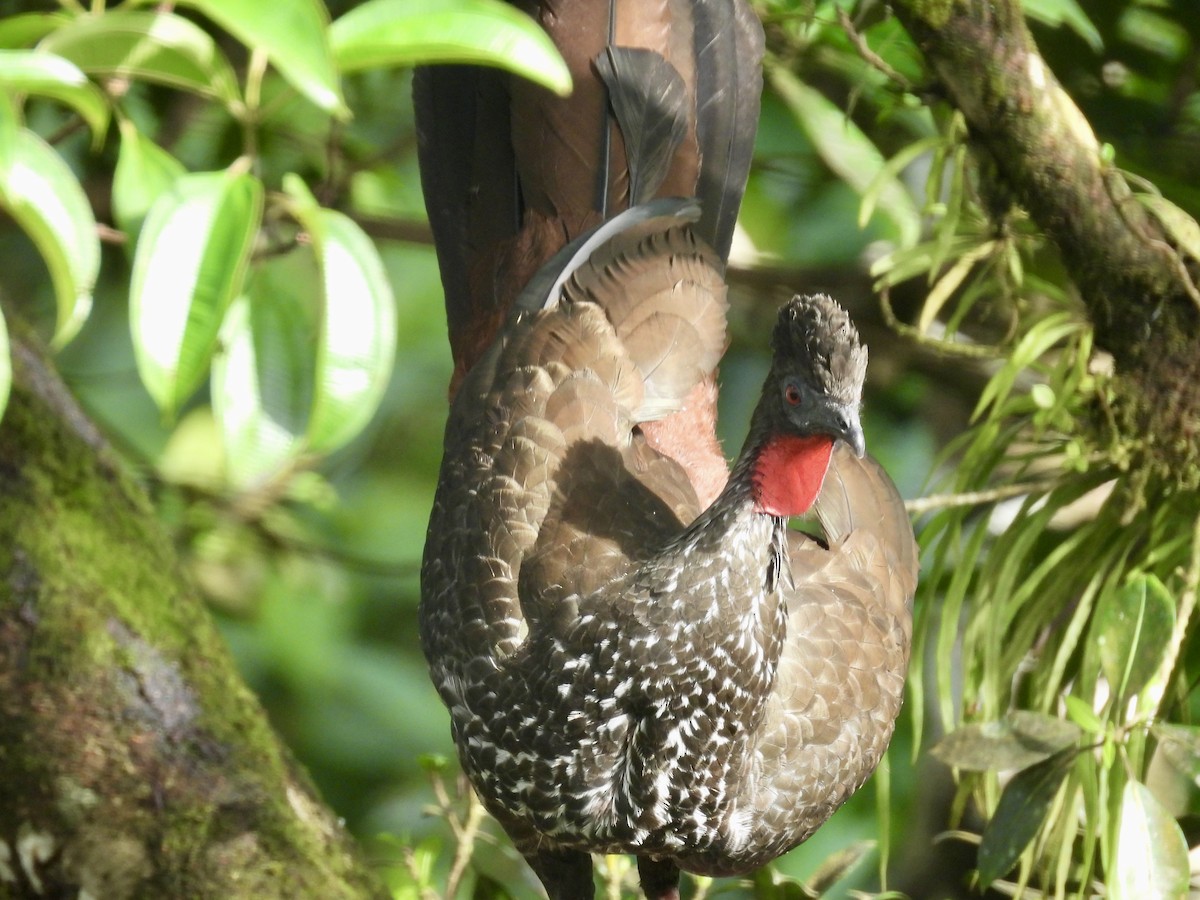 Crested Guan - ML647493595