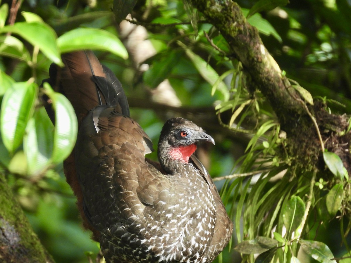 Crested Guan - ML647493596