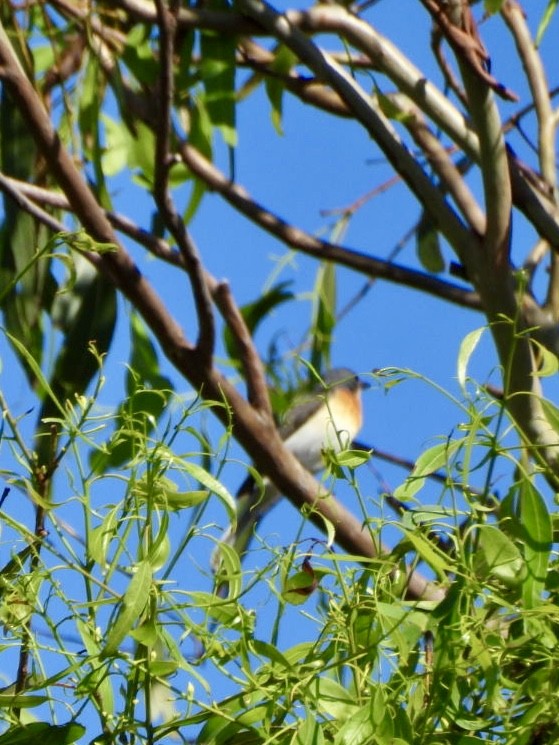 Leaden Flycatcher - ML647493597