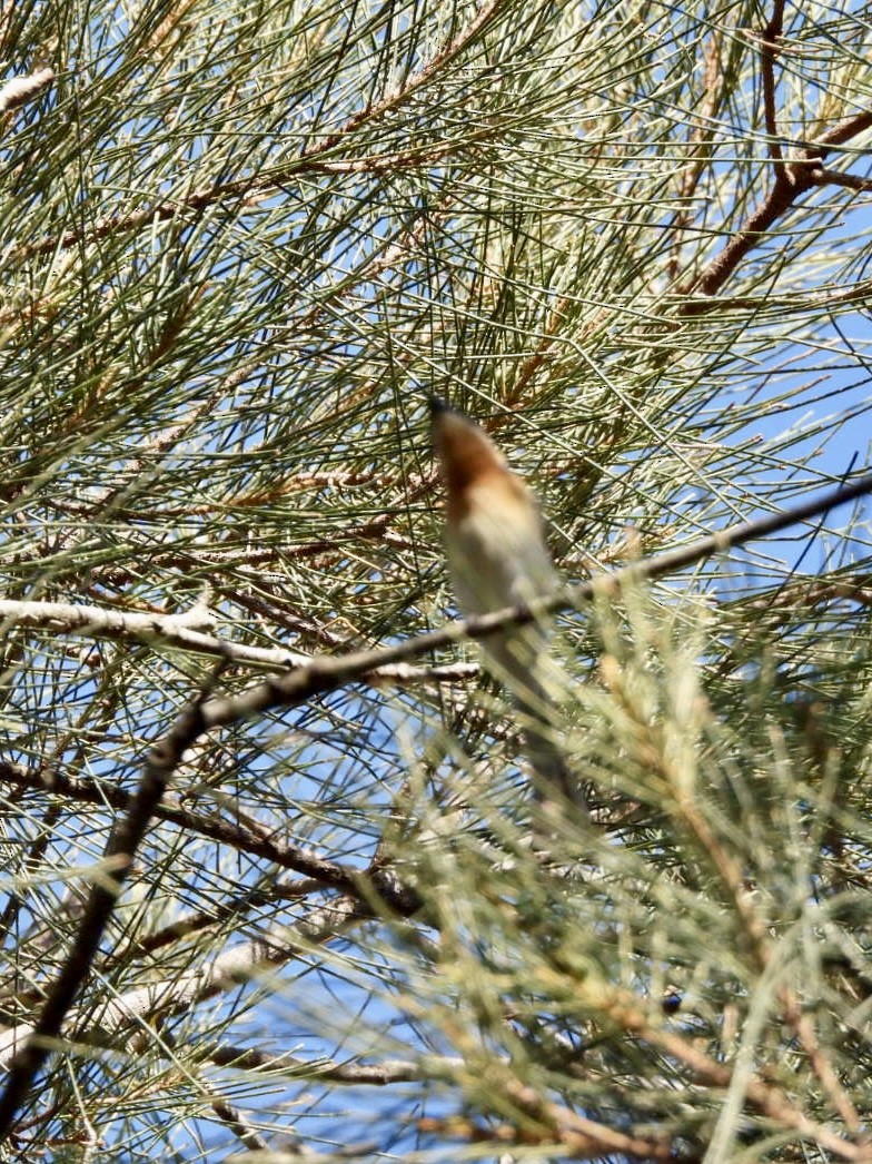 Leaden Flycatcher - ML647493598