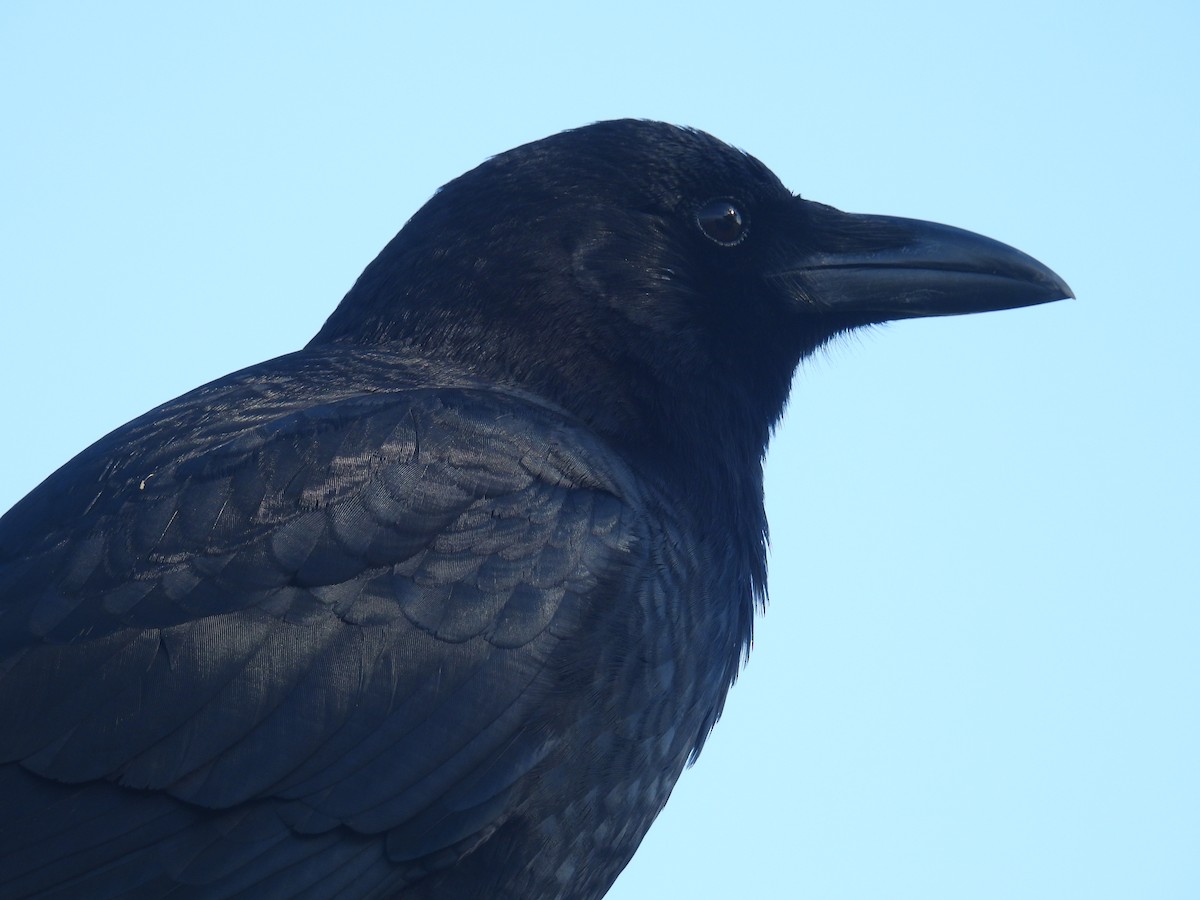 American Crow - ML647493599