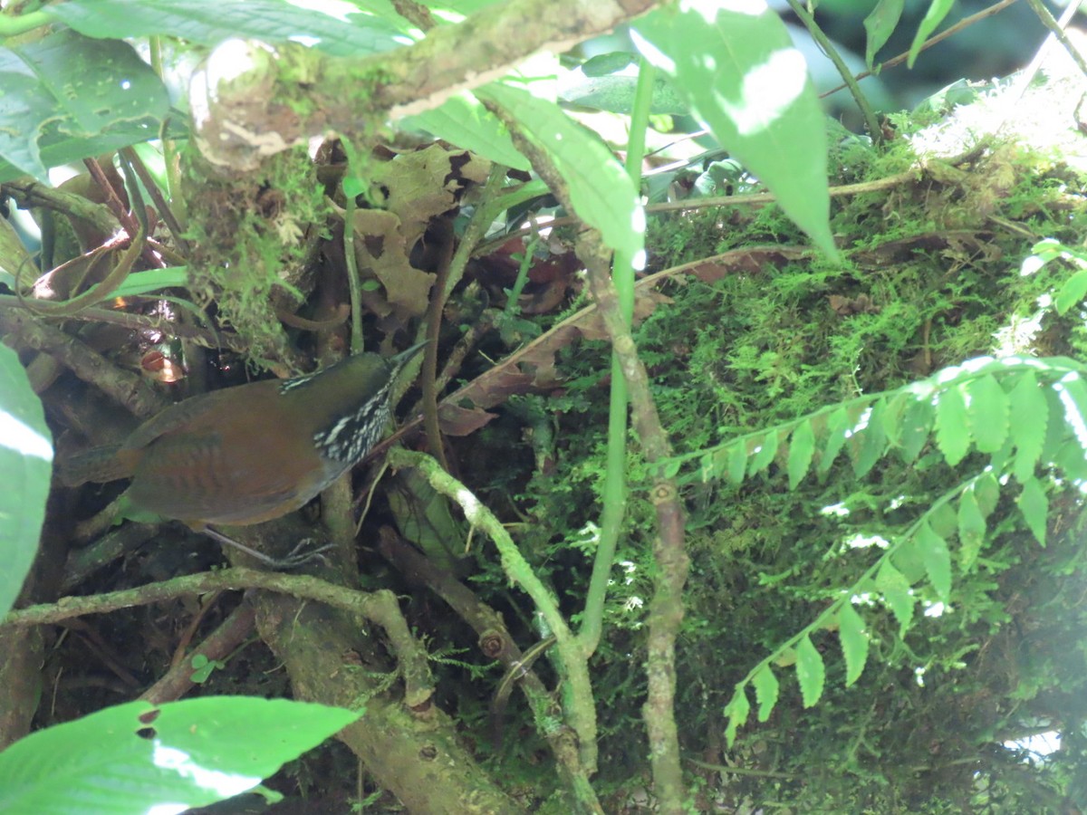Gray-breasted Wood-Wren - ML647493600