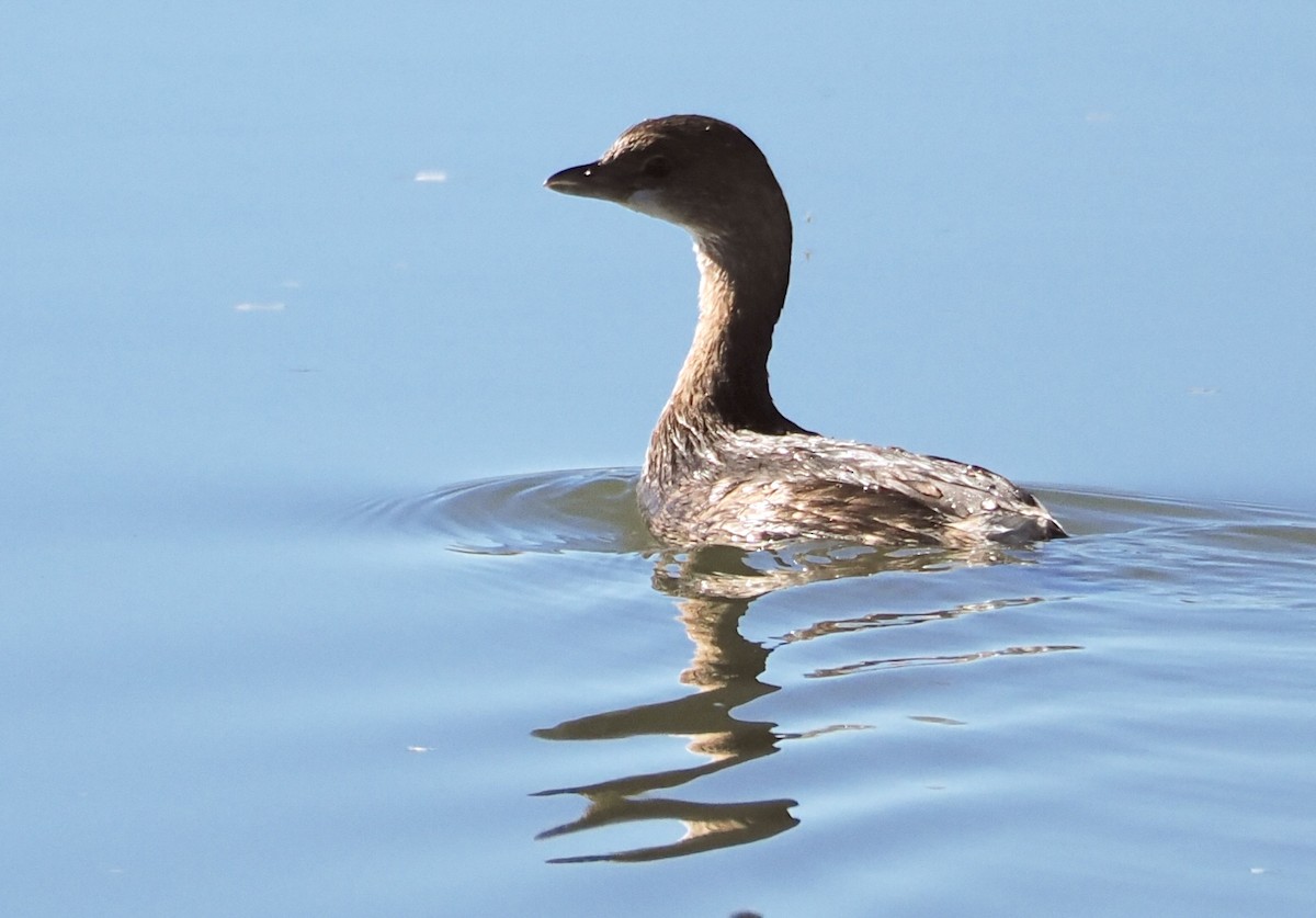 Pied-billed Grebe - ML647493602