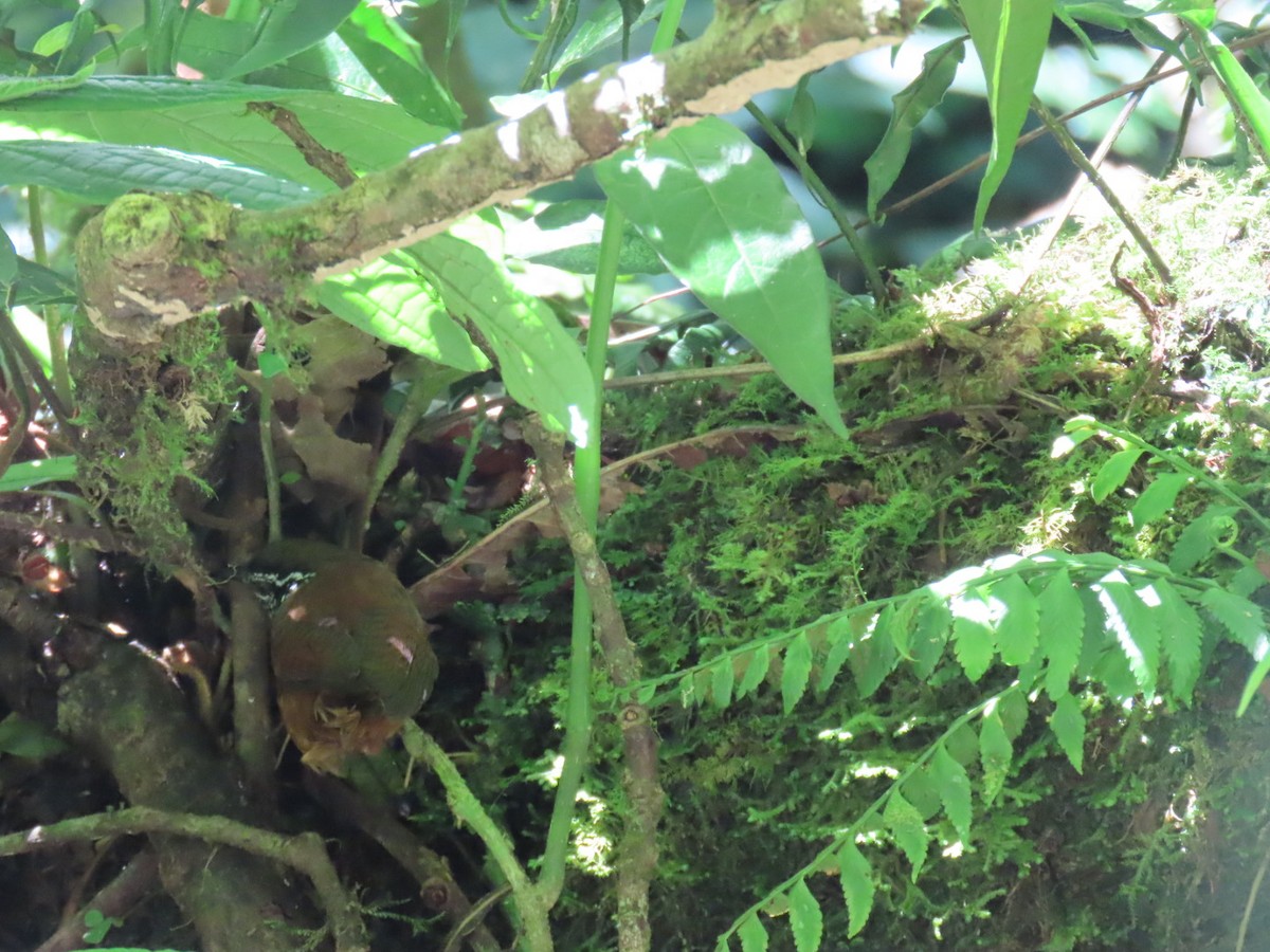 Gray-breasted Wood-Wren - ML647493604