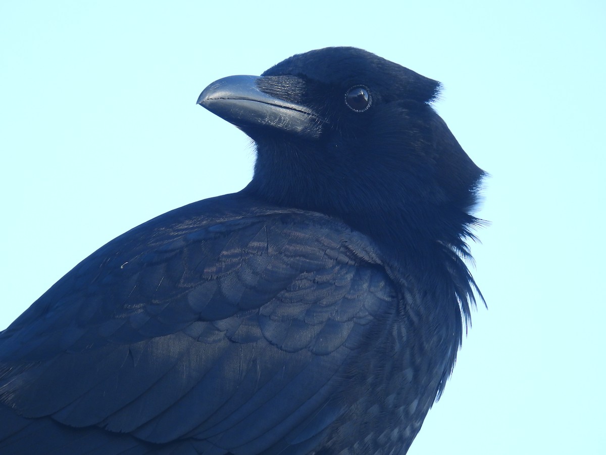 American Crow - ML647493605
