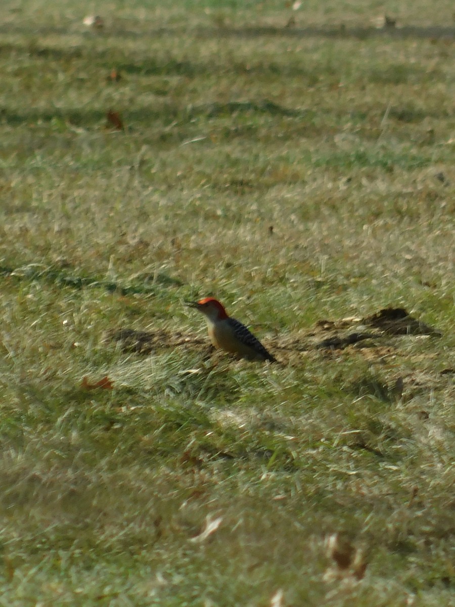 Red-bellied Woodpecker - ML647493606