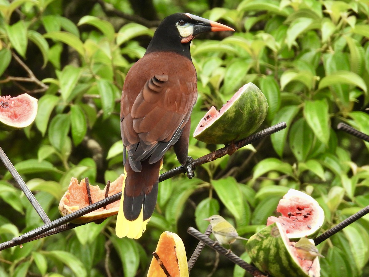 Montezuma Oropendola - ML647493607