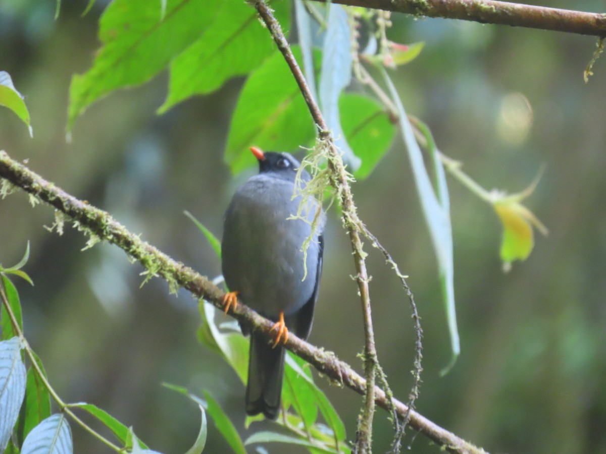 Black-faced Solitaire - ML647493608