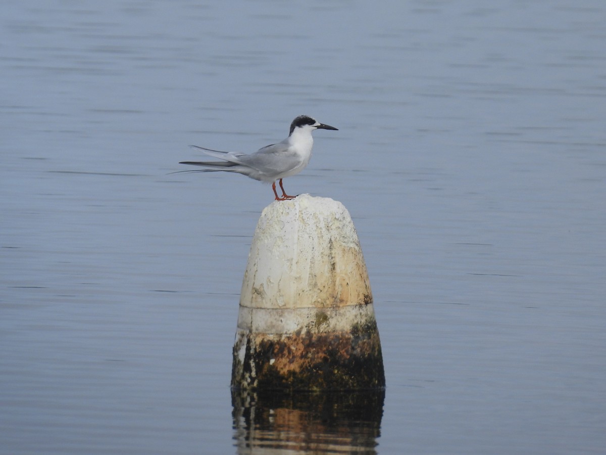 Forster's Tern - ML647493624