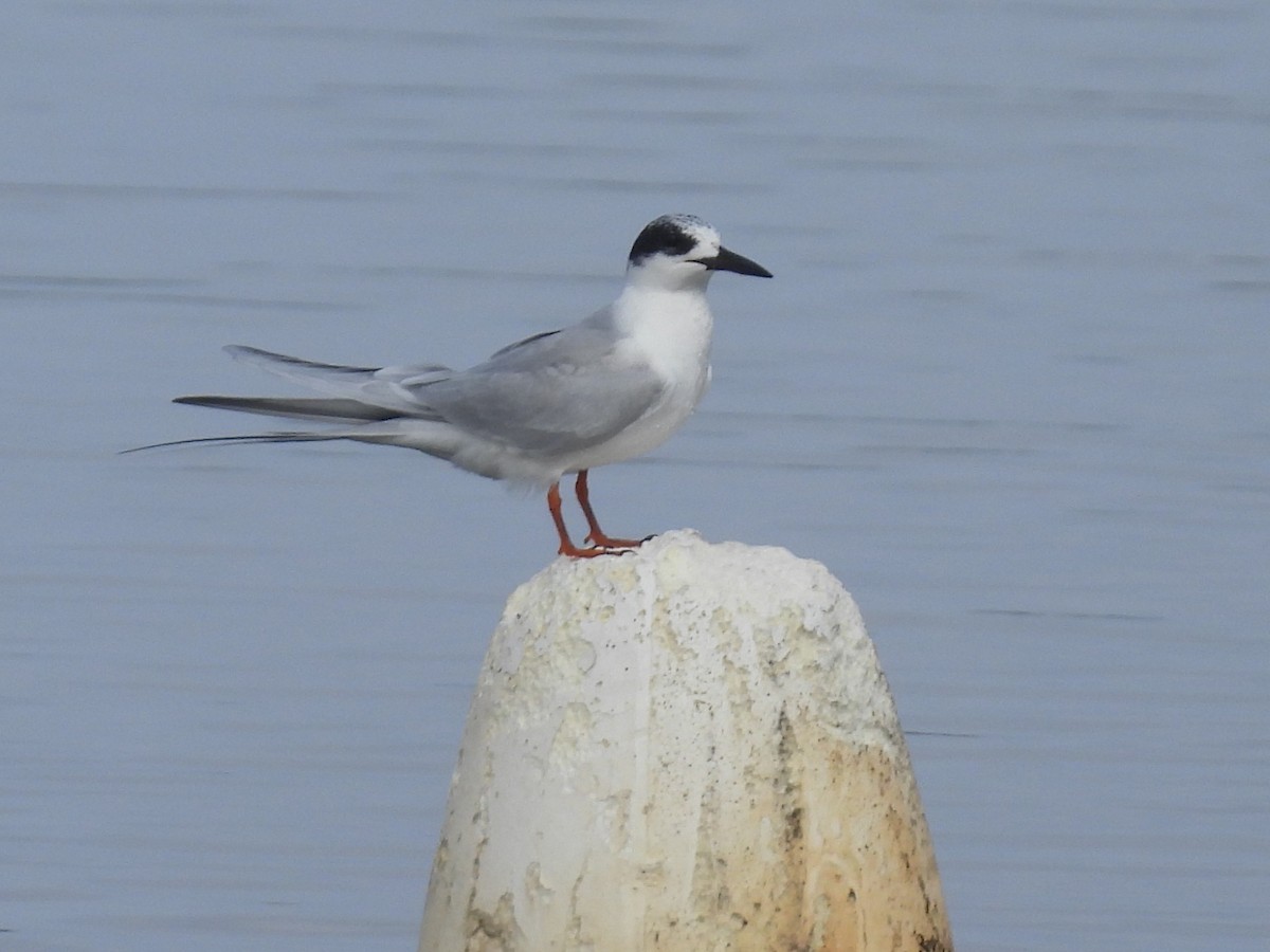 Forster's Tern - ML647493625