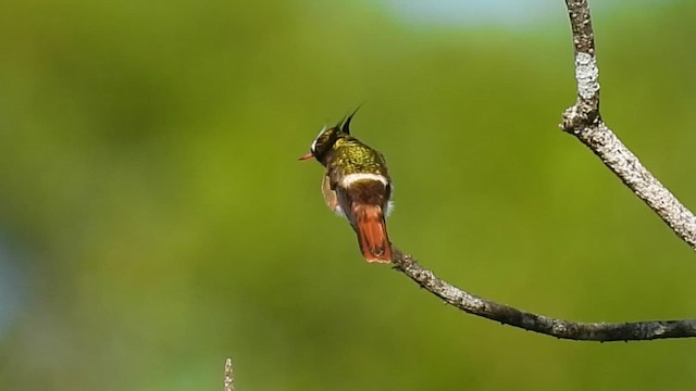 White-crested Coquette - ML647493638