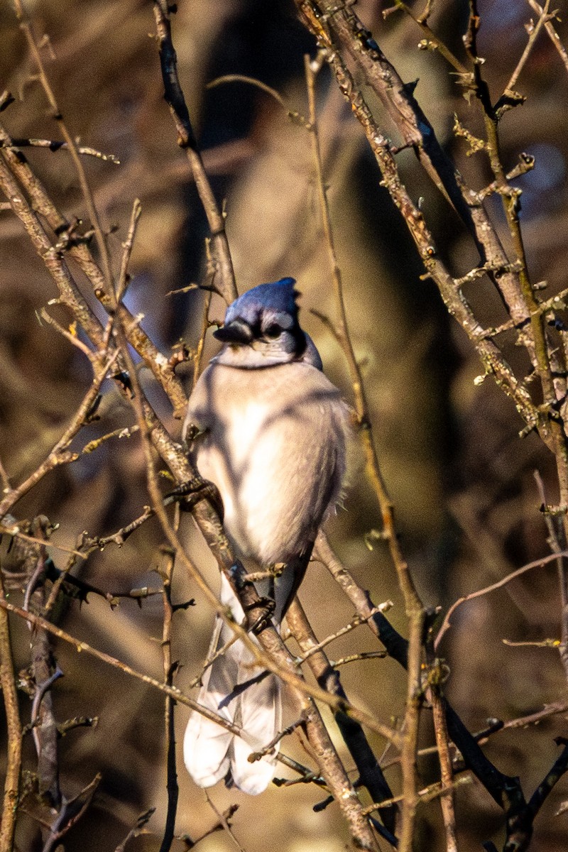 Blue Jay - ML647493643