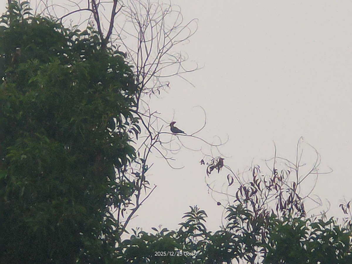 Common Hoopoe - ML647493649